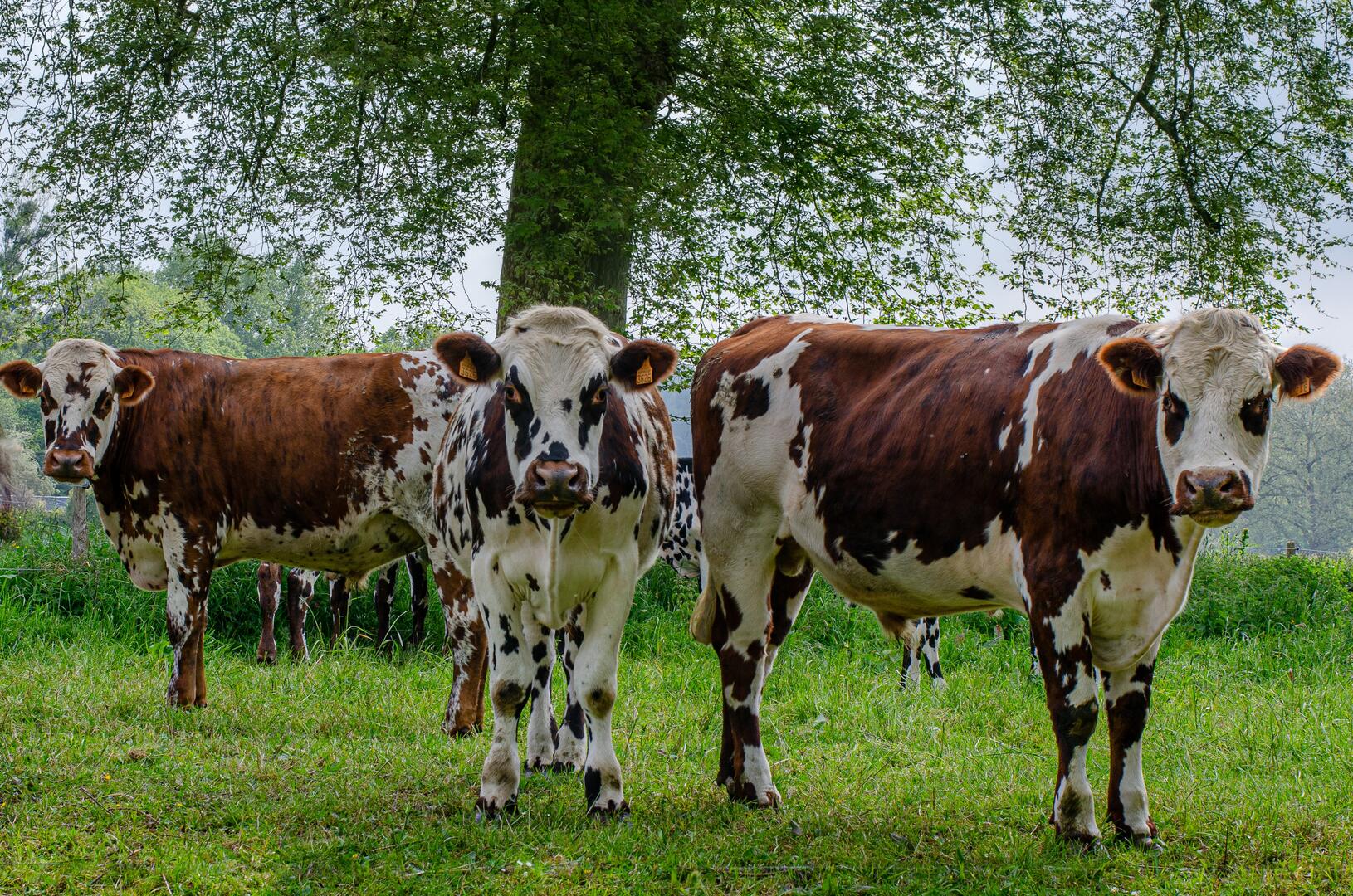 race_normande_comice_agricole