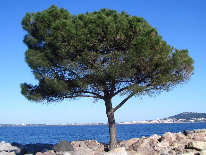 solitude-Les Rendez-Vous du Lac-Bagnoles-Orne