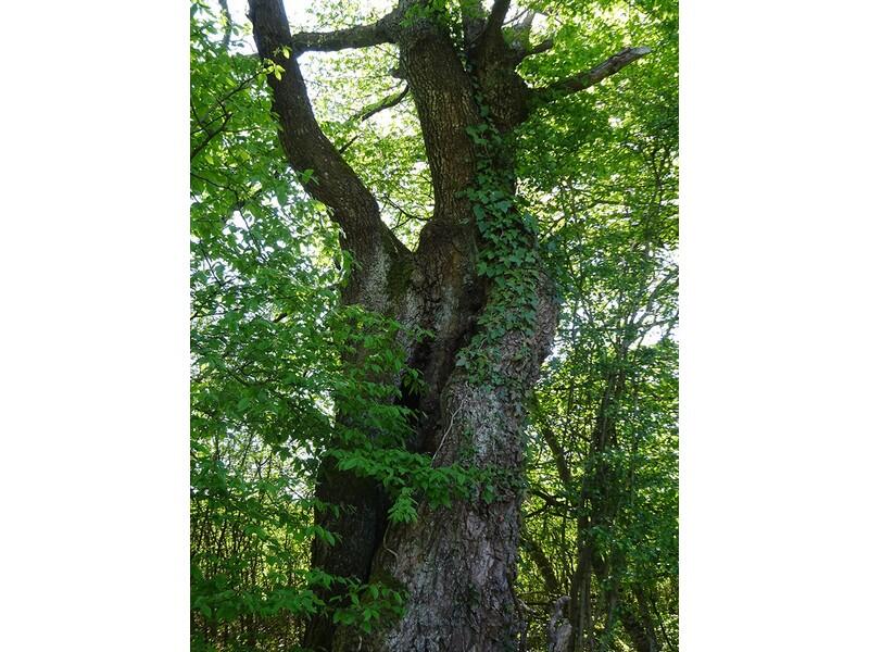 sortienaturearbres-remalard-800