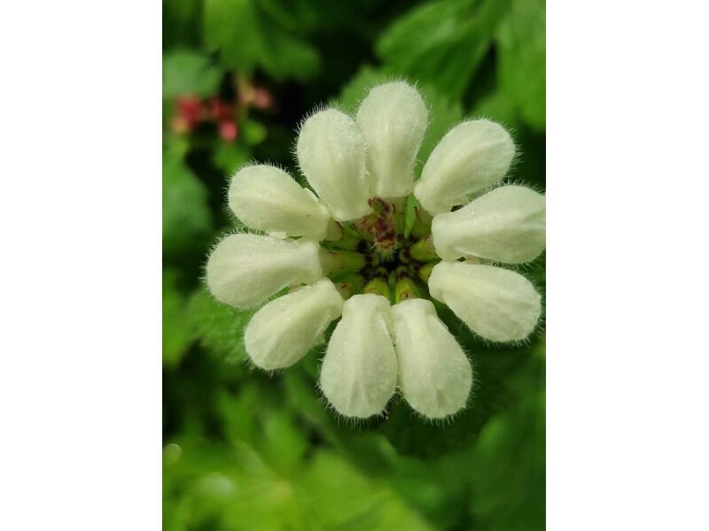 sortienaturefleurs-remalard-800