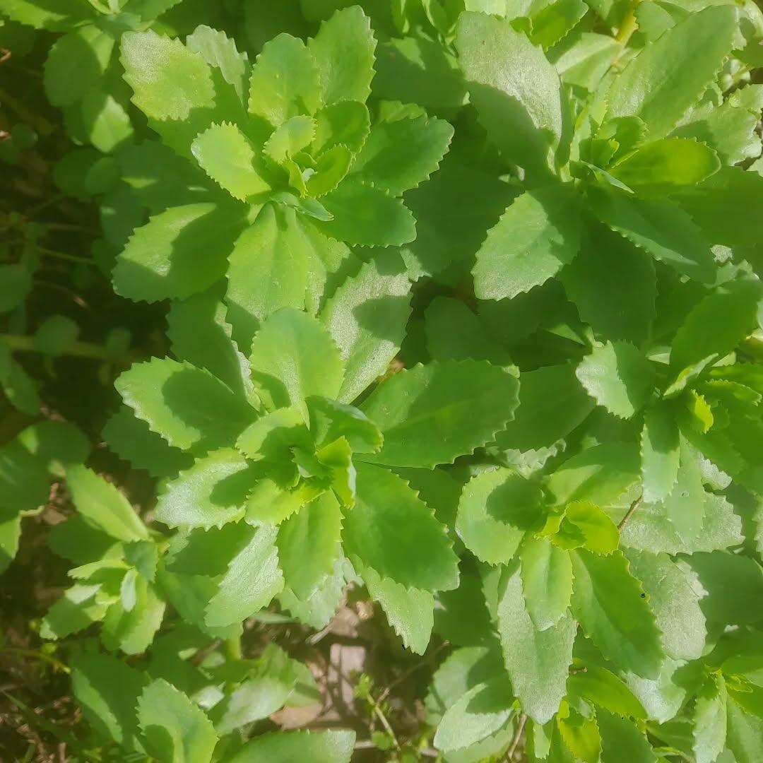 500382577_18067570340486617_7503159151512482767_n