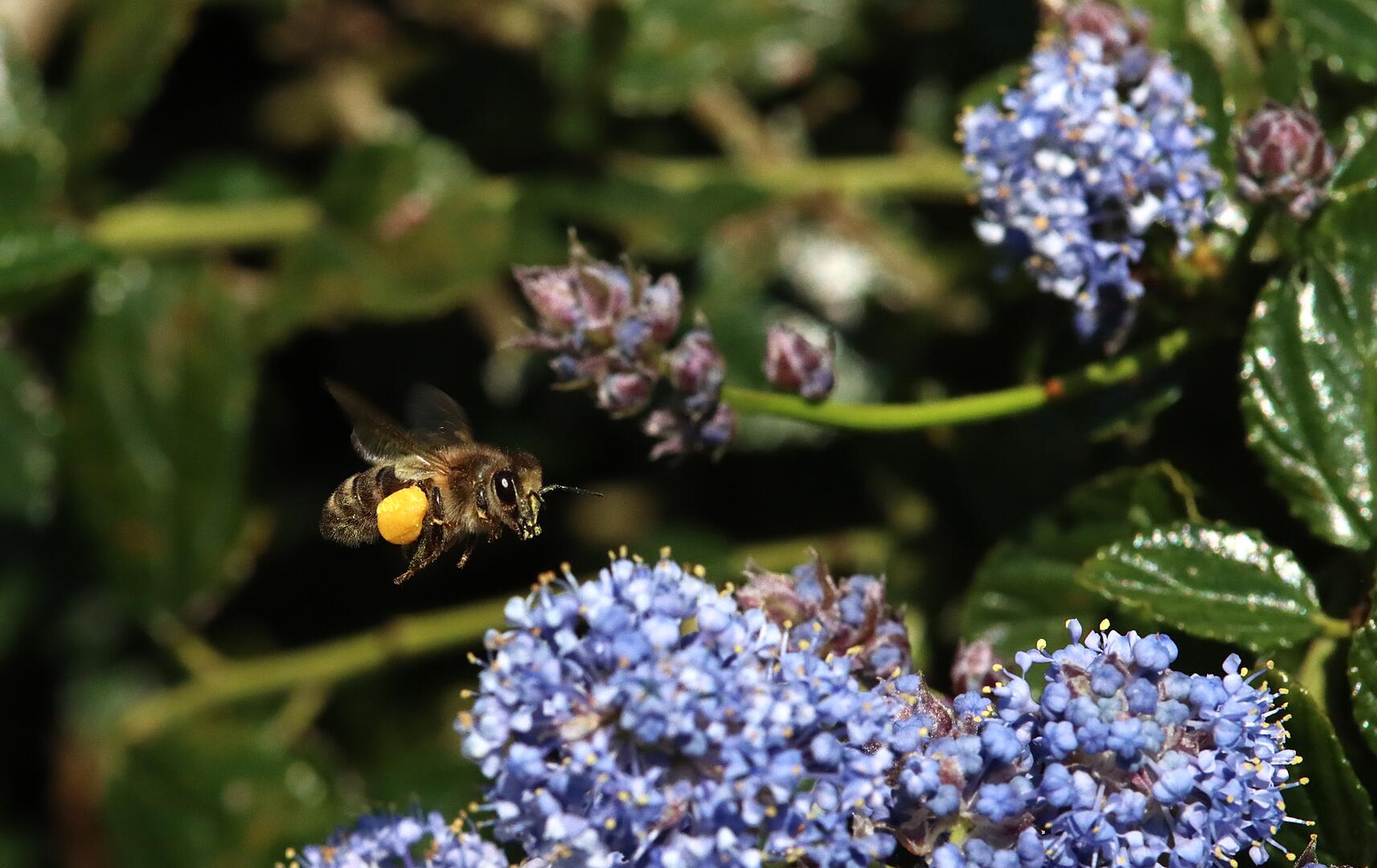 Abeilles au Roc d'Enfer