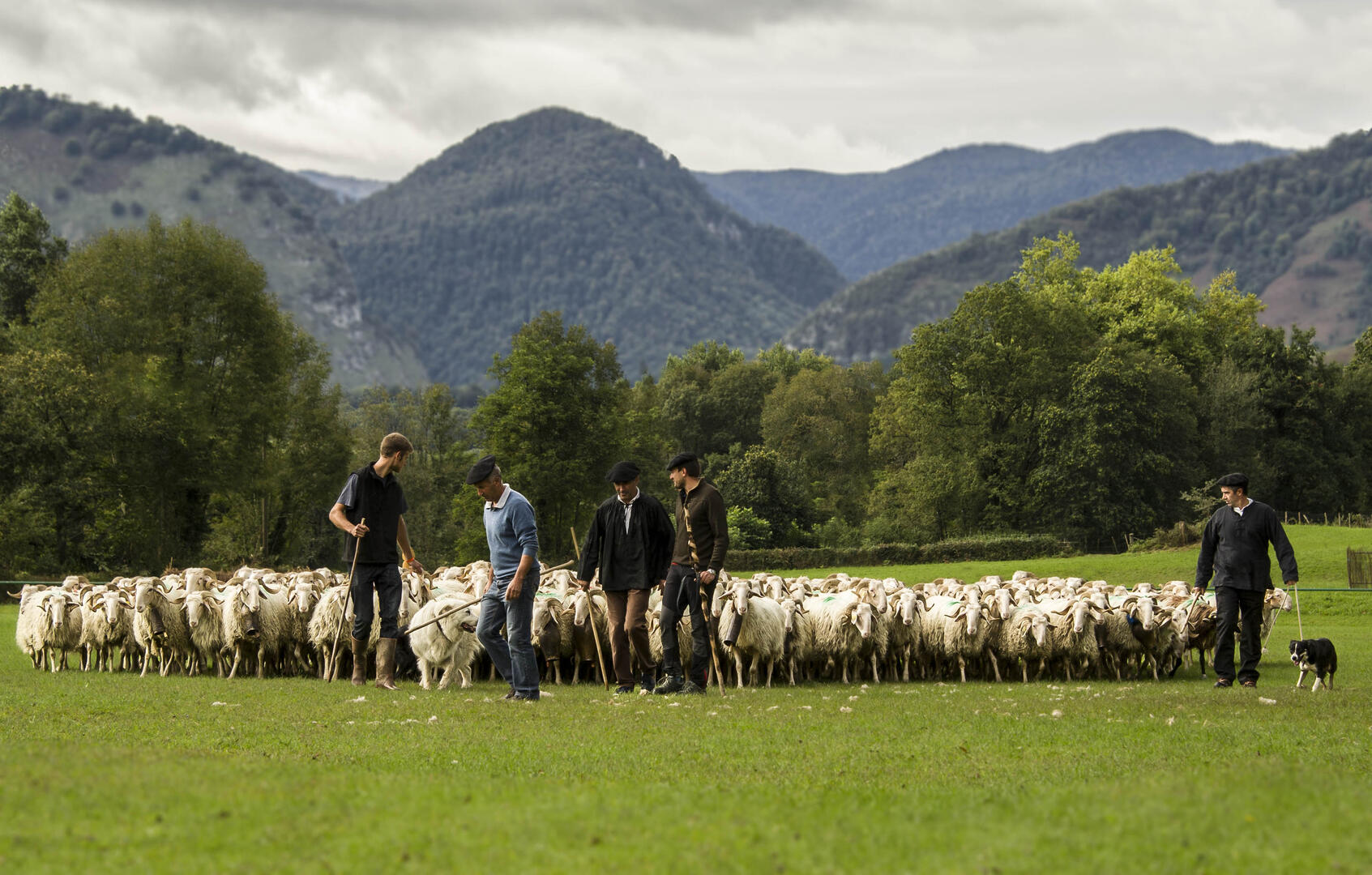 Le concours de chien de berger de la Fête des bergers d'Aramits