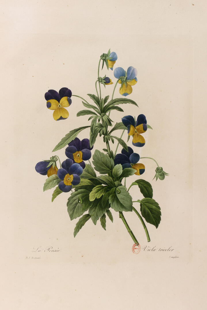 Pierre-Joseph Redouté, Pensée sauvage (Viola Tricolor), 1827