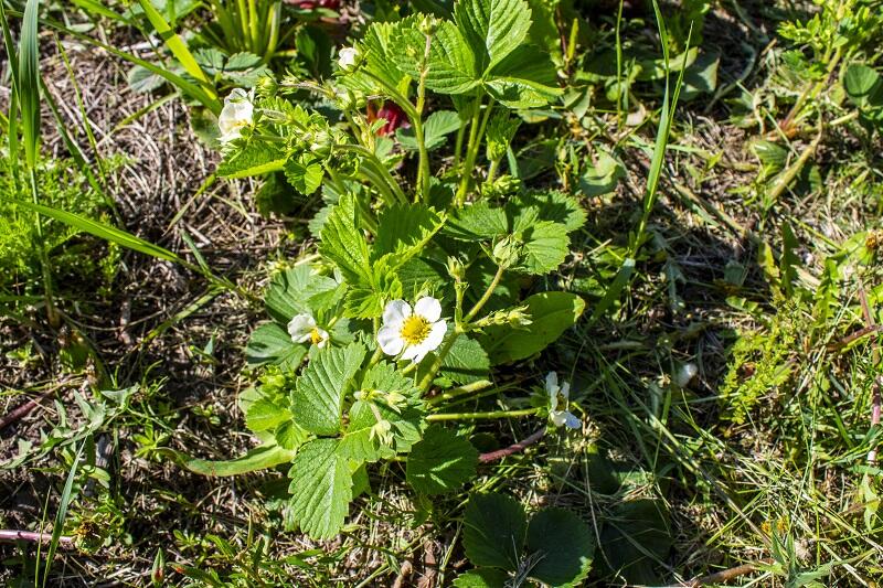 plantes sauvages