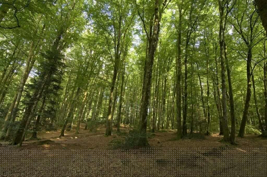 La Forêt de Chabrières_1