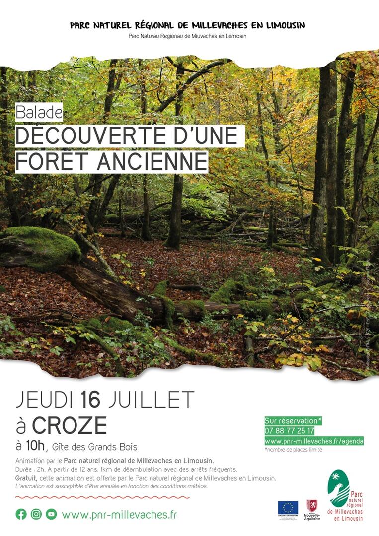 20260716_CROZE_foret ancienne-web