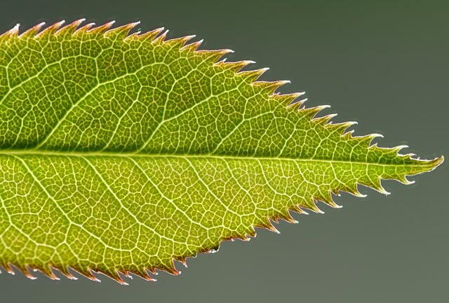 tomulus64-leaf-10142096_640