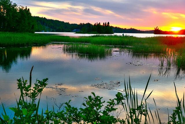 trees-g68bd4c705_640