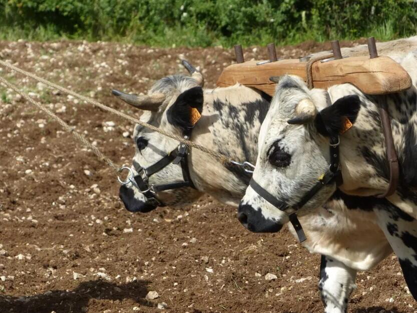 La traction animale agricole au Néolithique