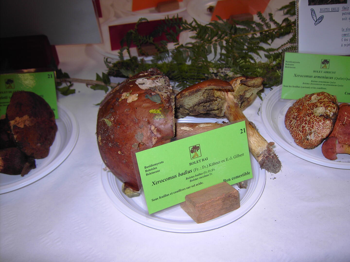 Champignons