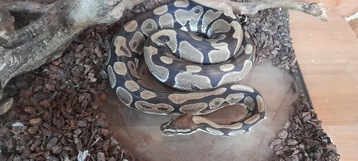 Shé la femelle python p20