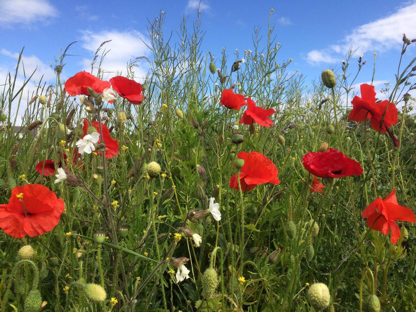 Coquelicots