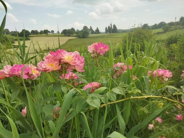 JARDIN LA BOURDASSE