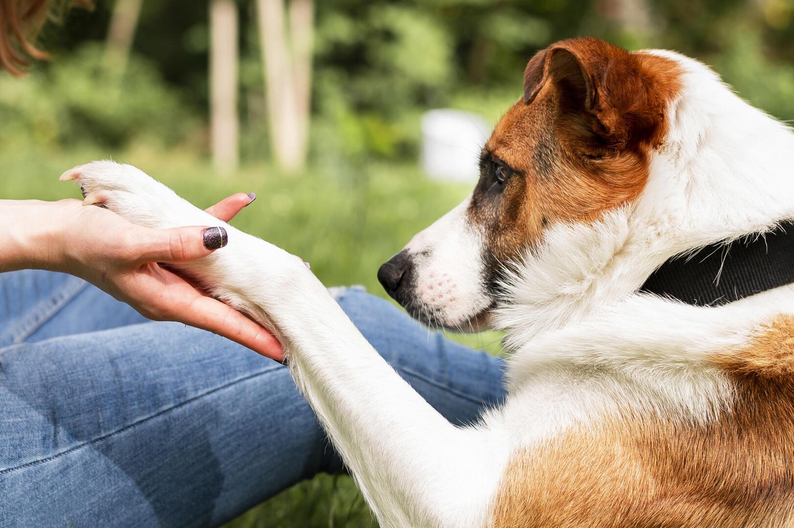chiens visiteurs p18