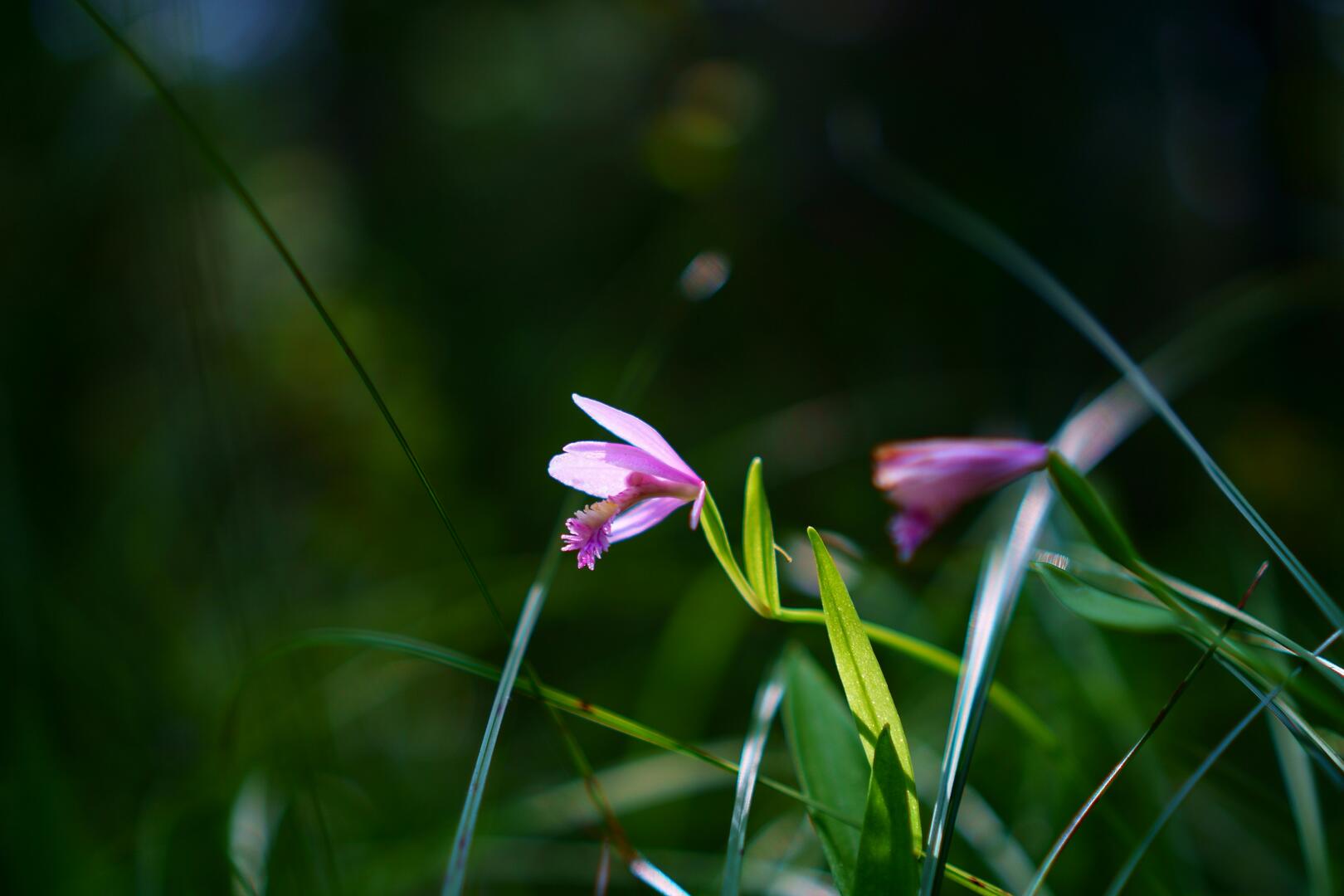 dietra-alyssa-semple-g-aMRYSY3bU-unsplash