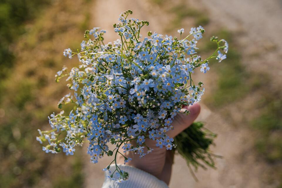 forget-me-nots-5302712_960_720