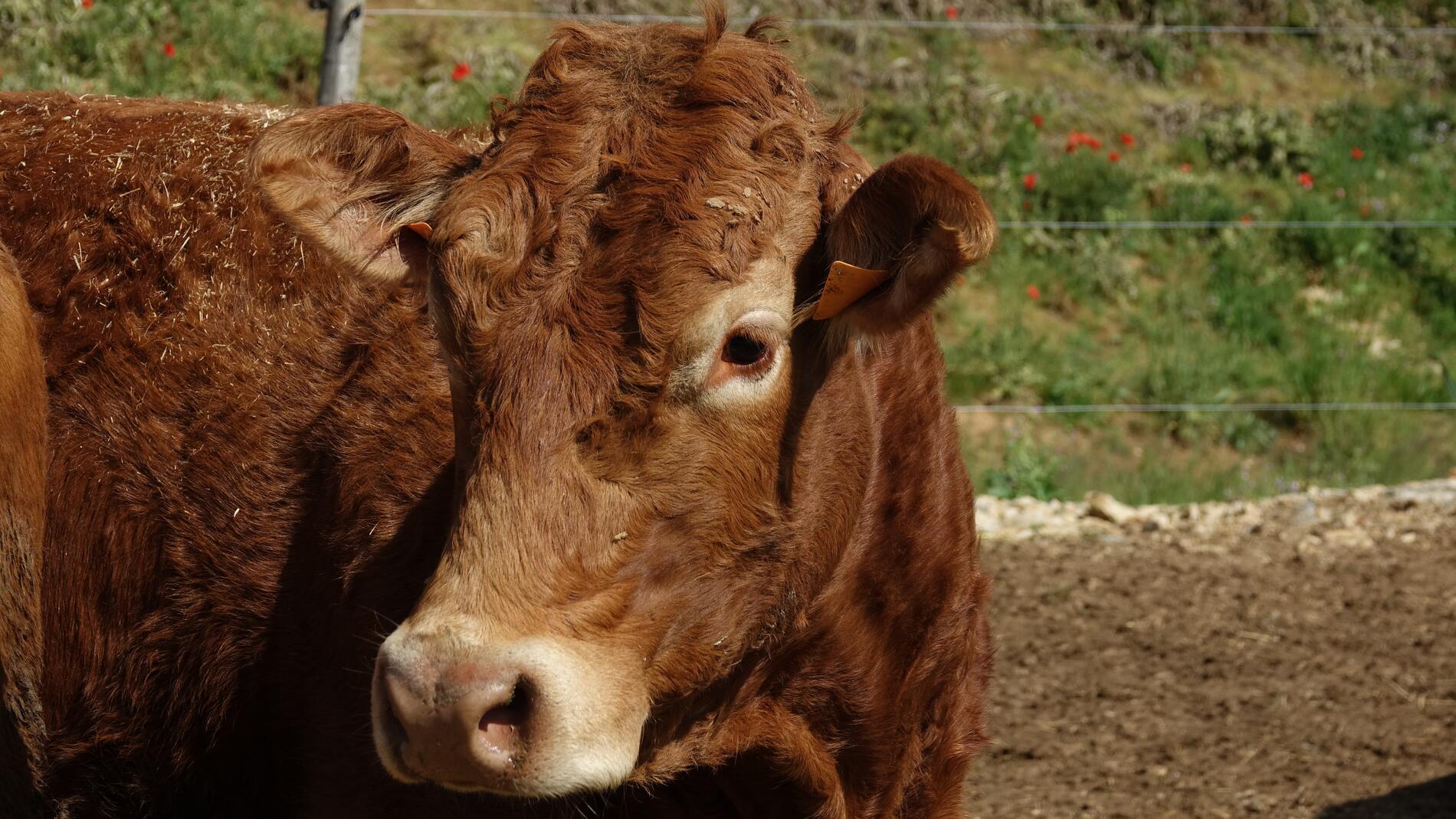franc-comtois-heifer-3398177