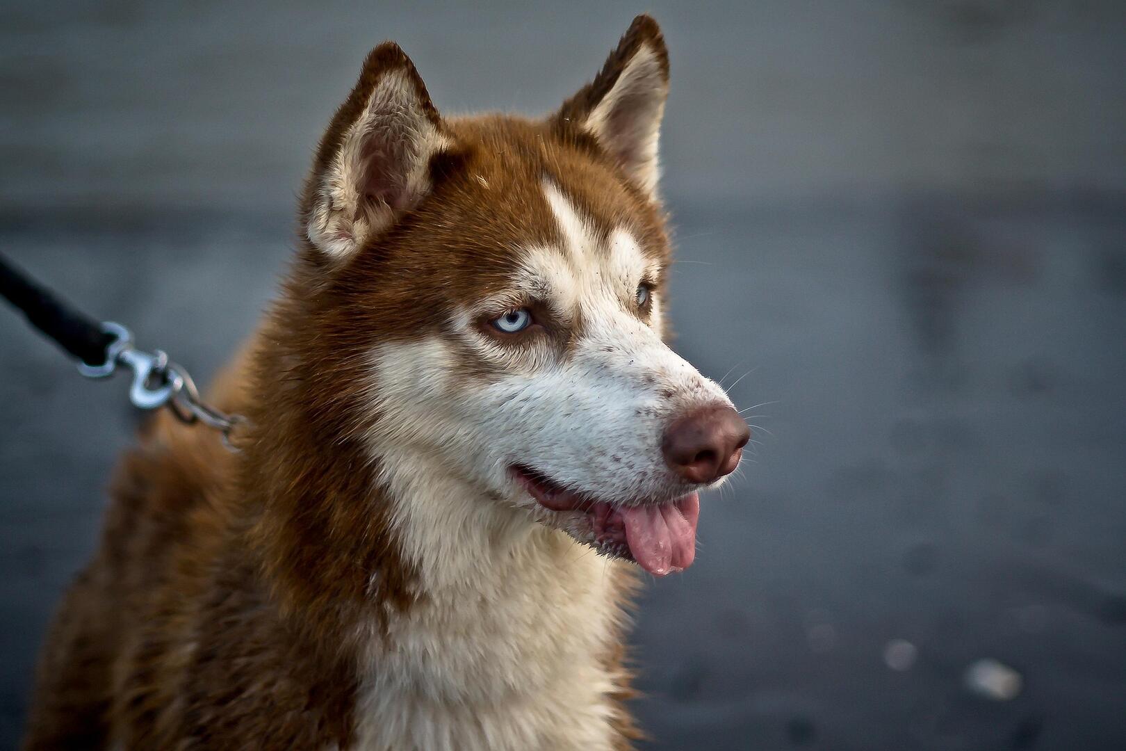 husky