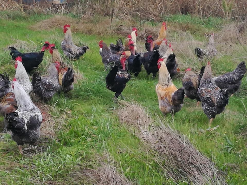 La Ferme de Cécile