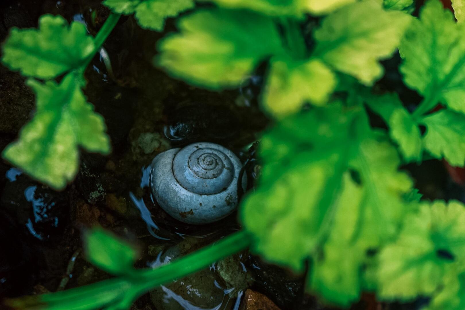 mollusques