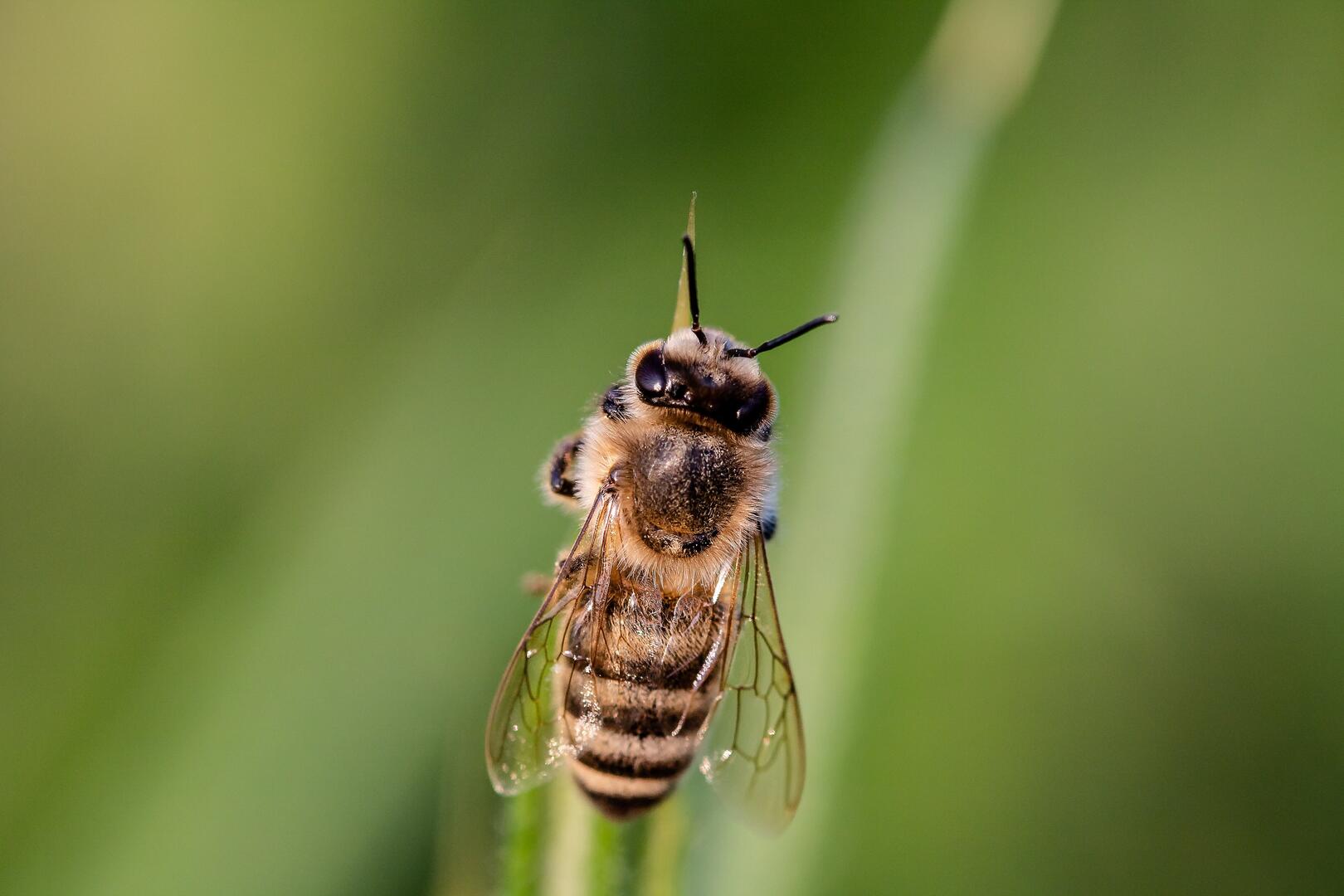 ABEILLE
