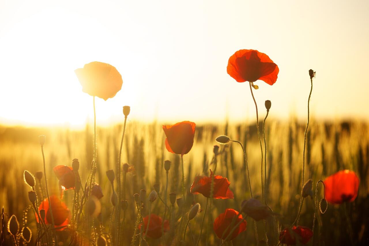 coquelicot