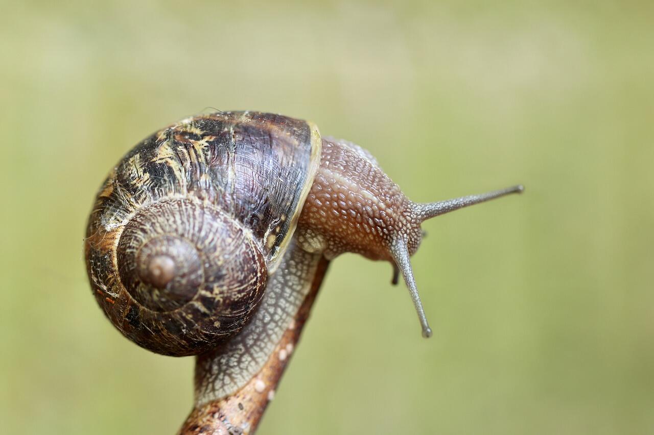 Escargots