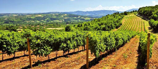 vignobles de madiran