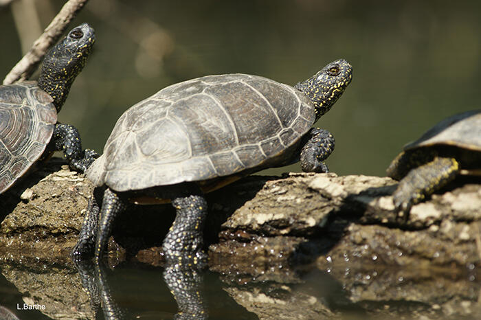 Biodiversité adour © Maison de leau