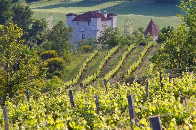 Vignoble