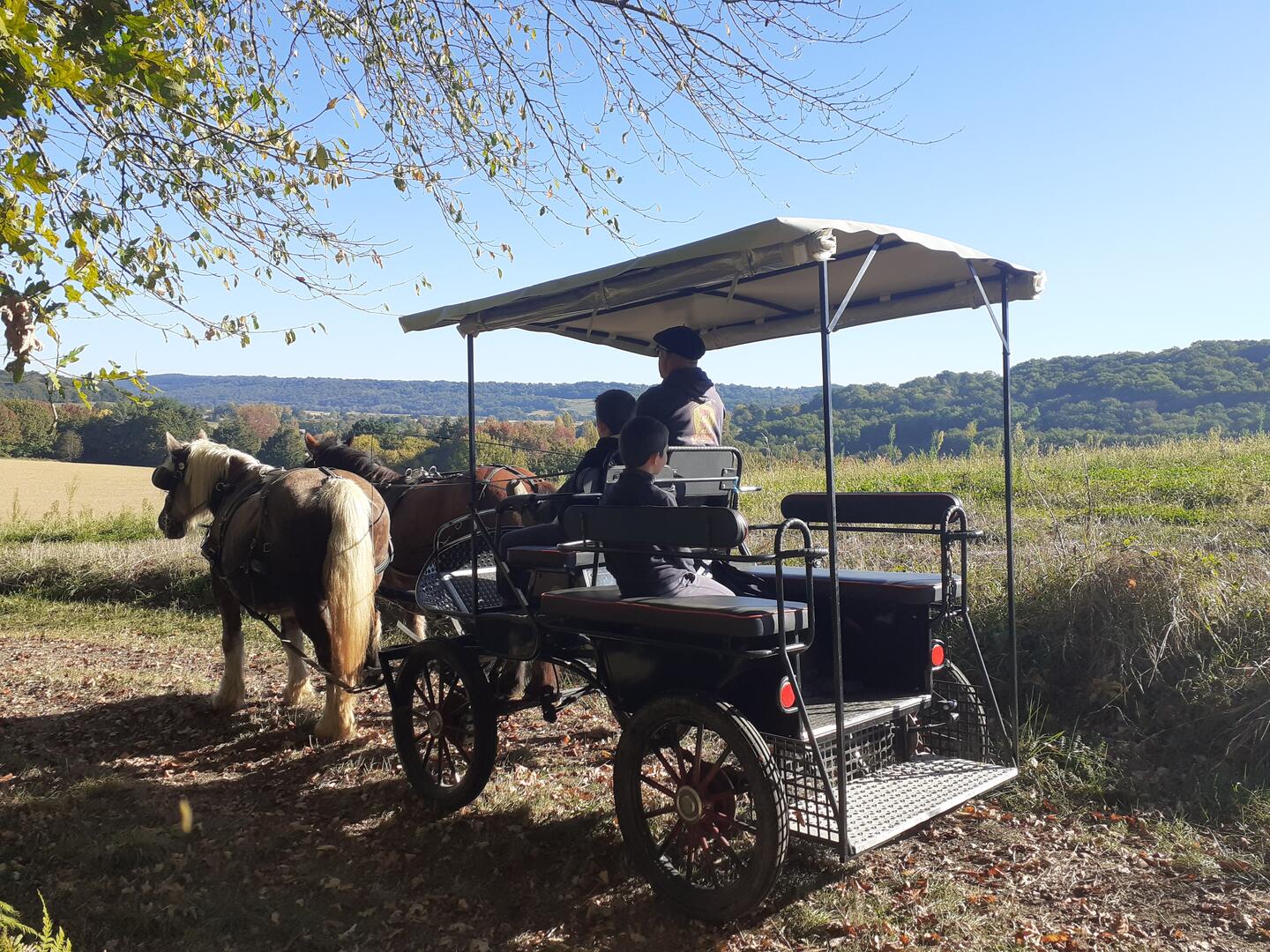 CalecheBassillon©fermeBellocq