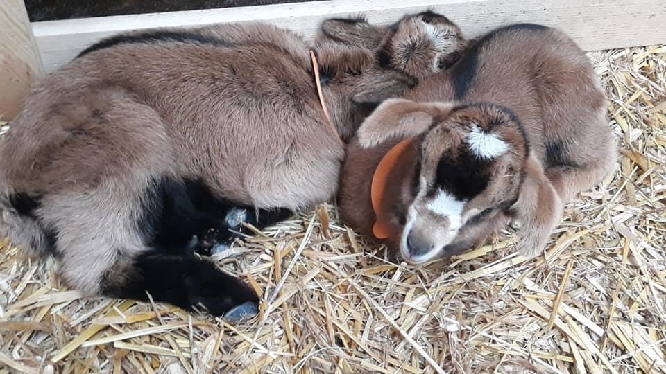 Cheveaux à Auriébat © Ferme Peyroge