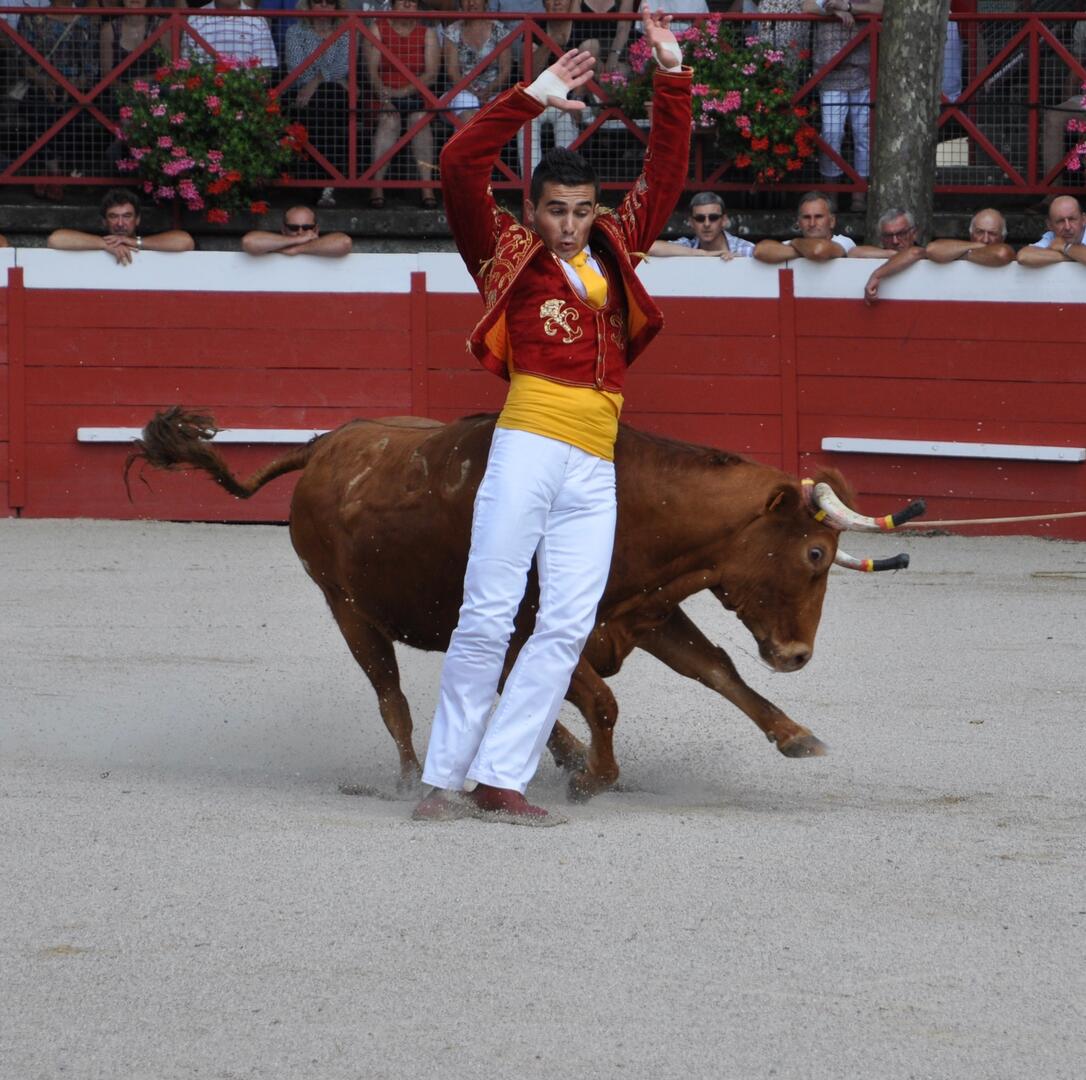 Course landaise