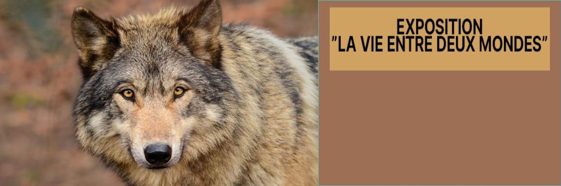 Exposition photographique vic 07-20