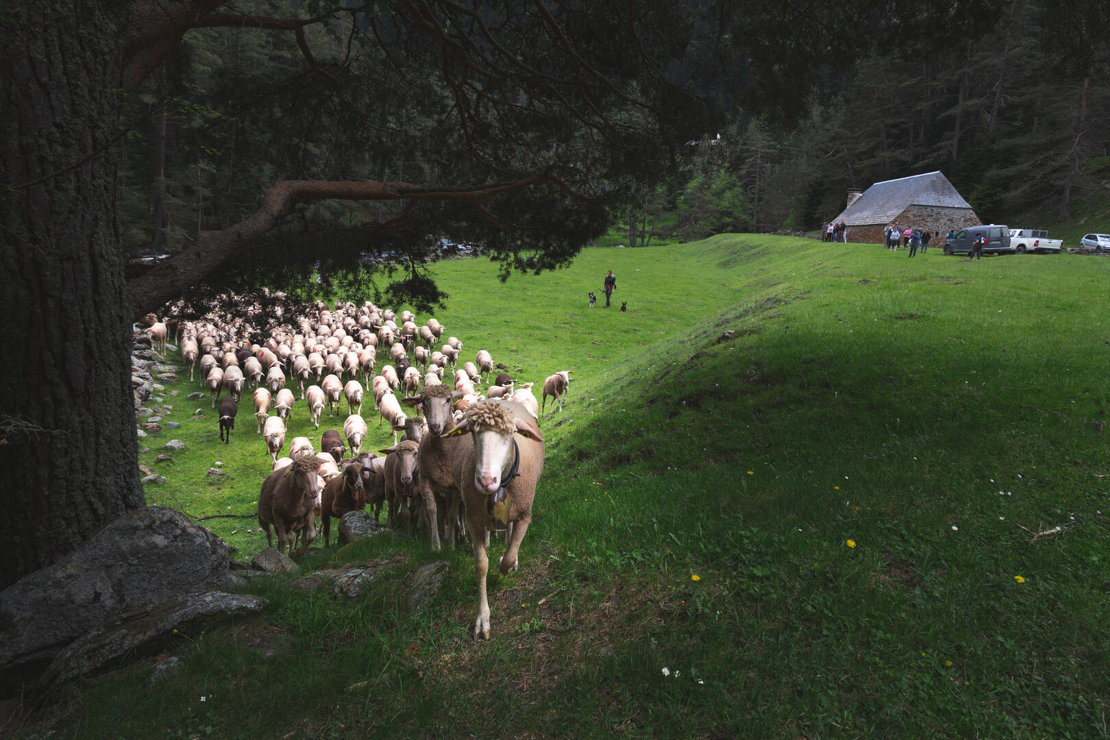 Greg - Terra-Photo Pastoralisme Rioumajou3