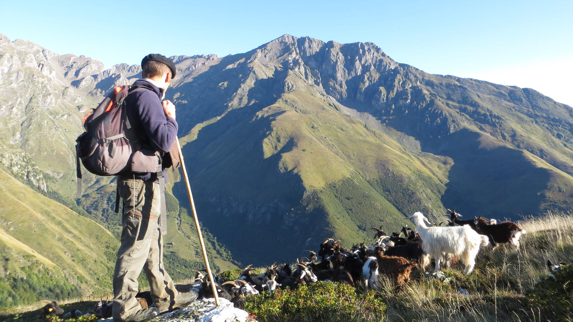 Le pastoralisme est une activité indispensable pour la conservation de la Perdrix grise des Pyrénées-Rémi Laffitte-RNR Aulon-IMG_4871