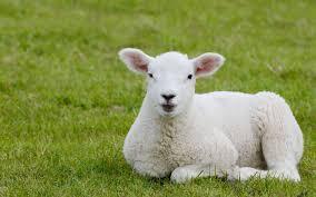 MOUTON
