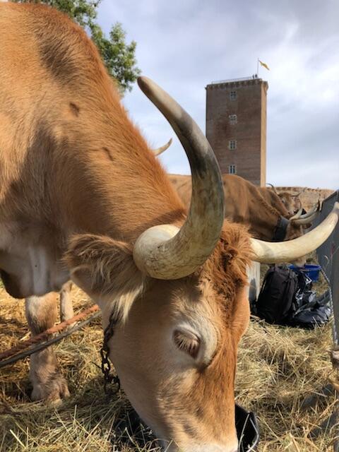 hesta autona chateau de montaner vache