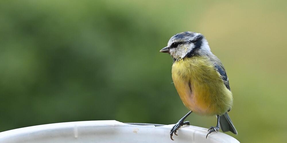 Pierre et terre oiseau mésange