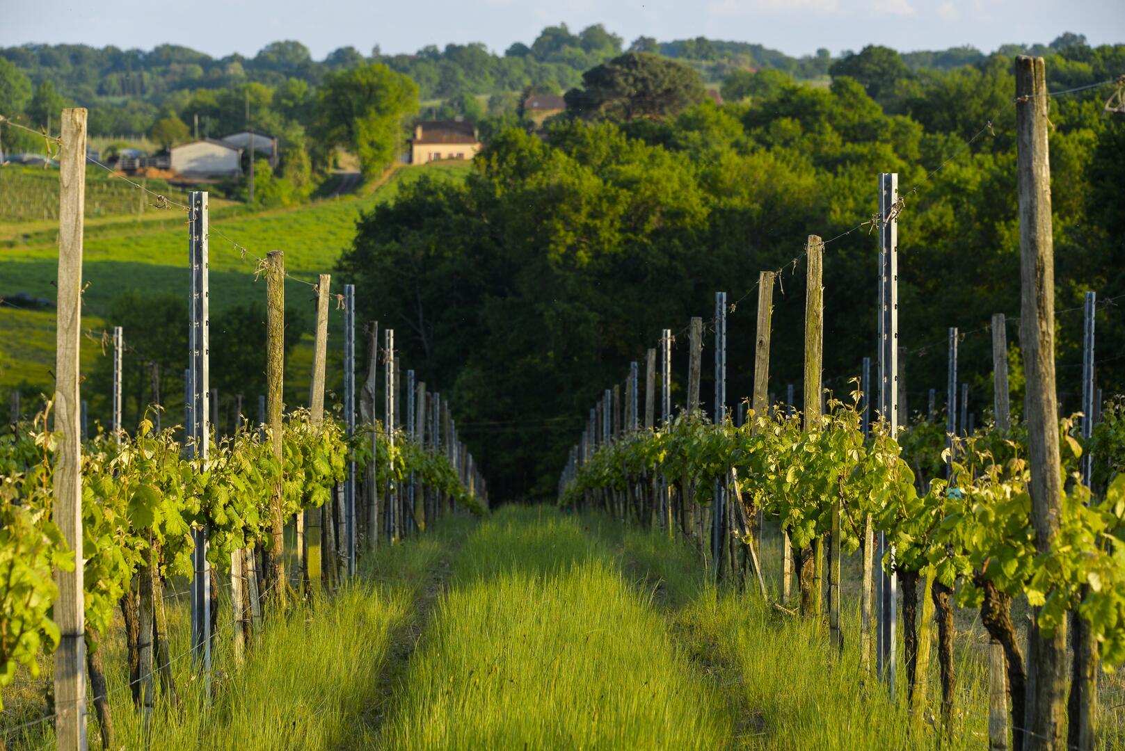 Printemps Madiran © Maison des Vins