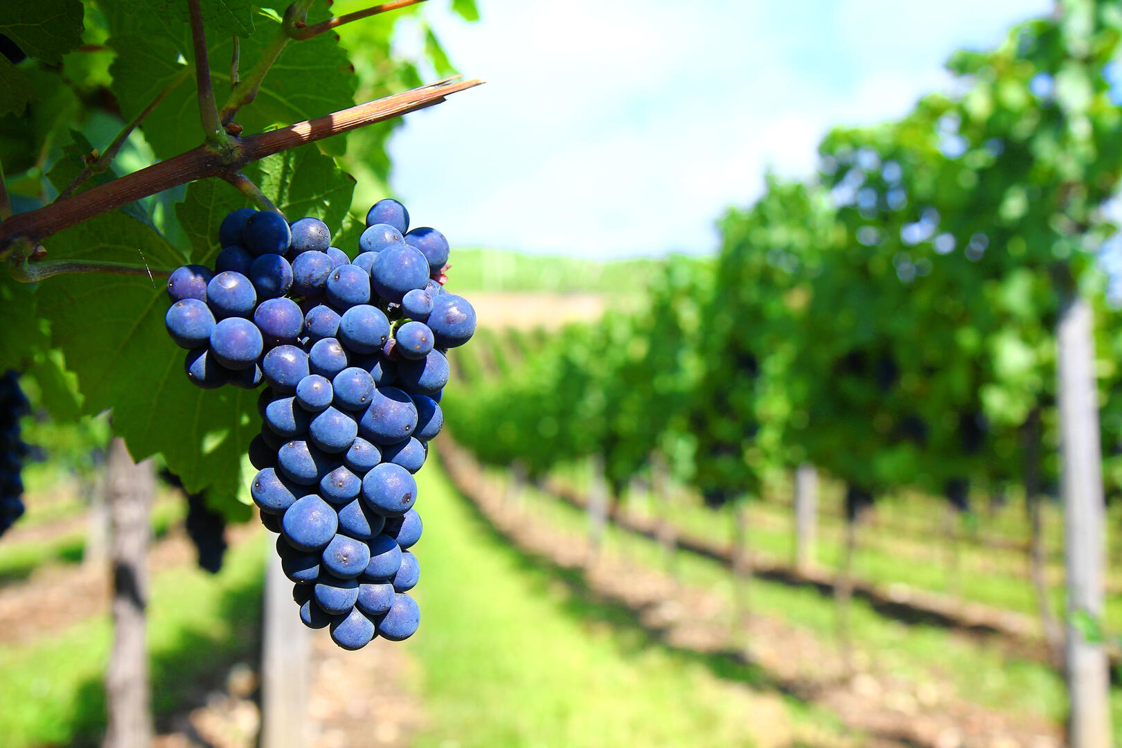 Raisin vigne rang © freeimages