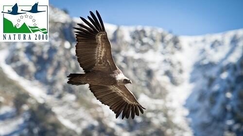 Au royaume des rapaces