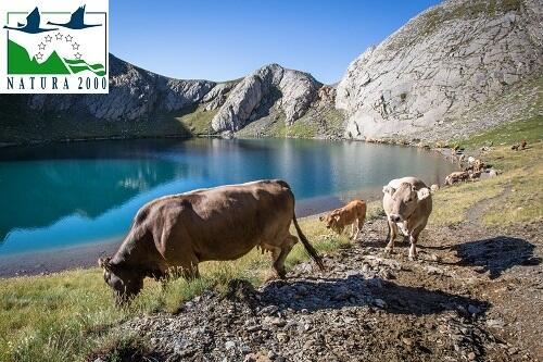 Transhumance de la Bernatoire