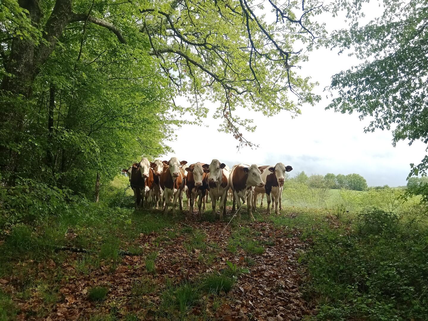 Vaches 1 ©GAEC Barrotes