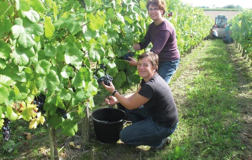 Vendanges © domaine sergent