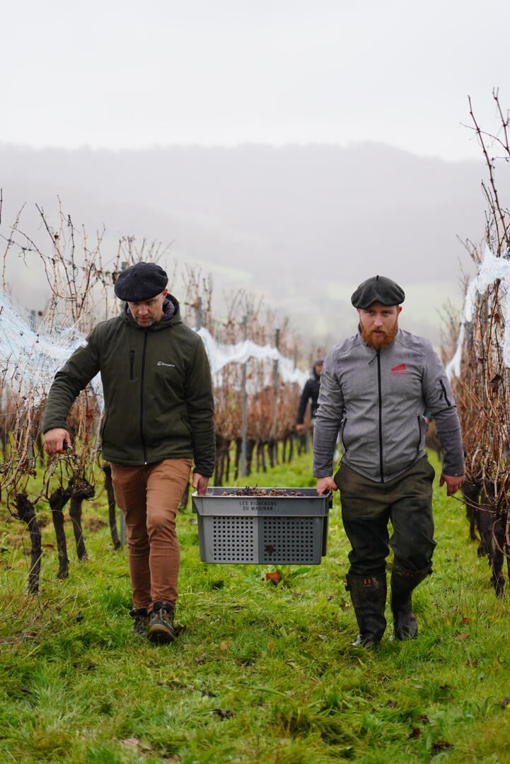 Vendanges Hivernal 1 ©Crouseilles