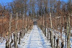 Vignes sous la neige