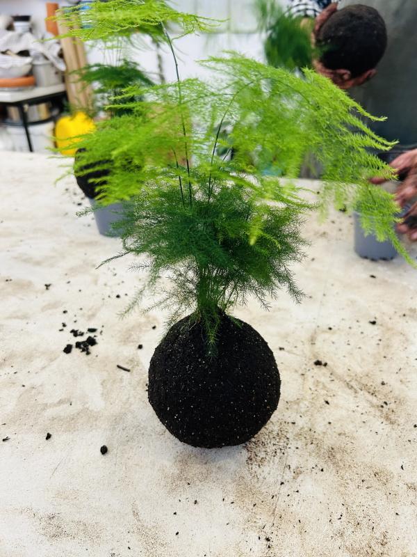 kokedama 4