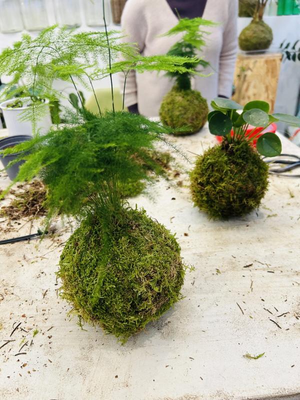 kokedama 3